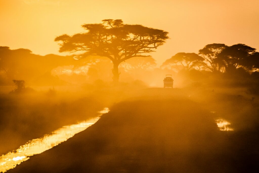 Acacia trees in golden morning mist