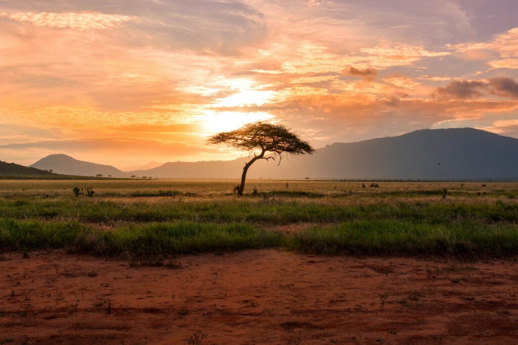 A lone acacia tree on the Serengeti plains at sunset