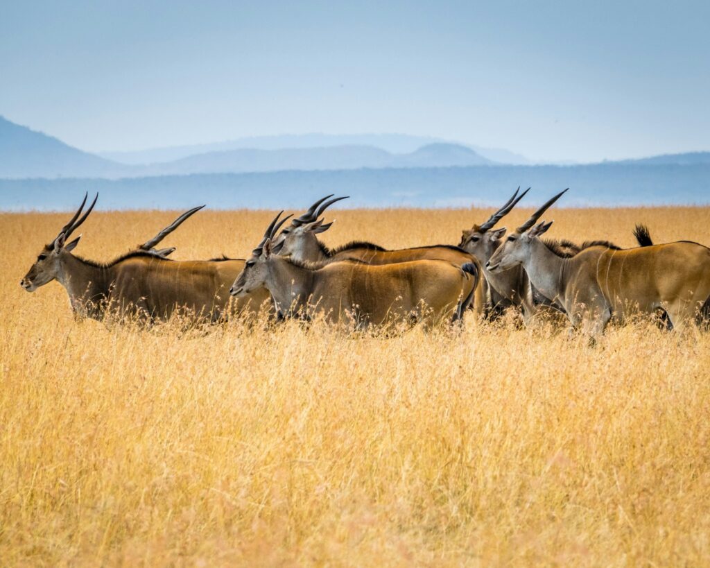 Antelope standing in golden grassland