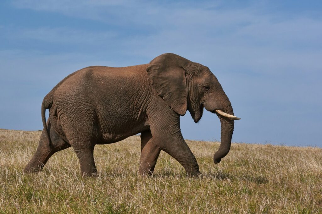An elephant walking across open grassland in Tsavo East