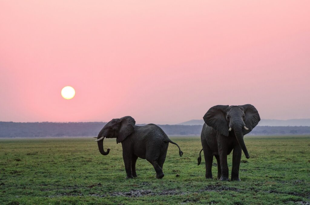 Two elephants on the plains at dusk