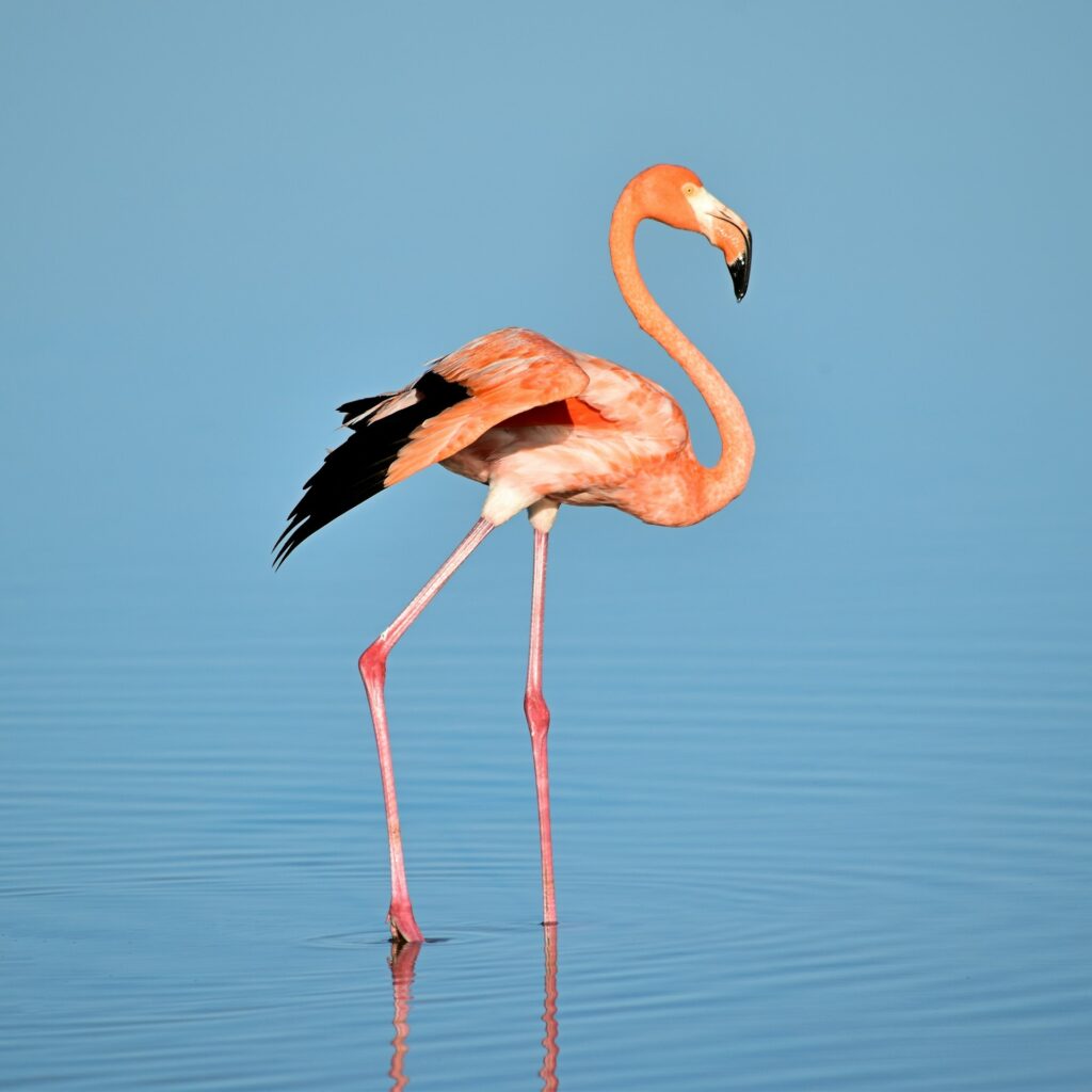 A flamingo wading in shallow water at Lake Nakuru