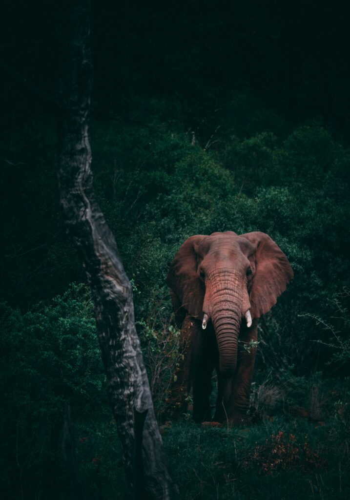 An elephant emerging from dense forest in Uganda