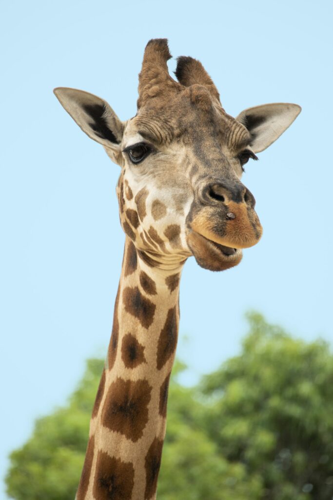 Close-up of a giraffe against a clear sky