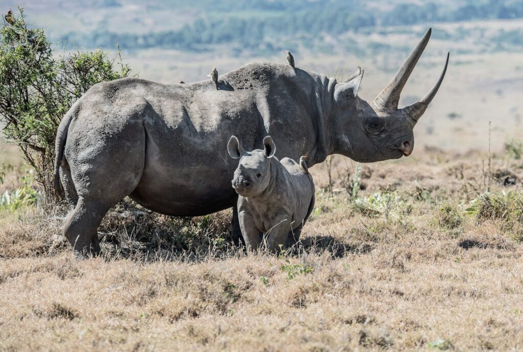 A rhino and her calf on dry grassland at Ol Pejeta