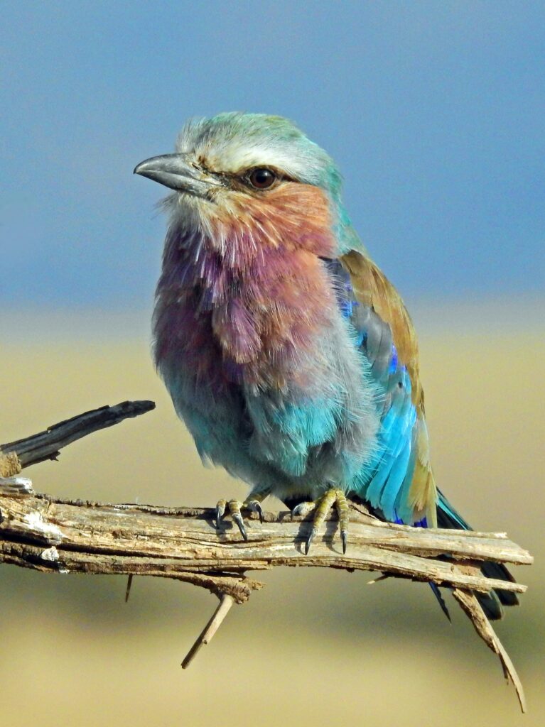 A lilac-breasted roller perched on a branch