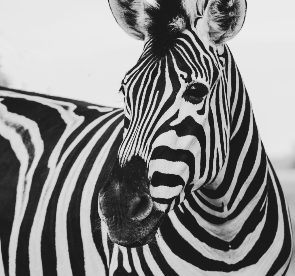 A herd of zebras grazing together