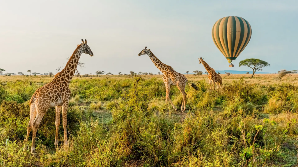 Giraffes walking through the Serengeti grassland with a hot air balloon overhead